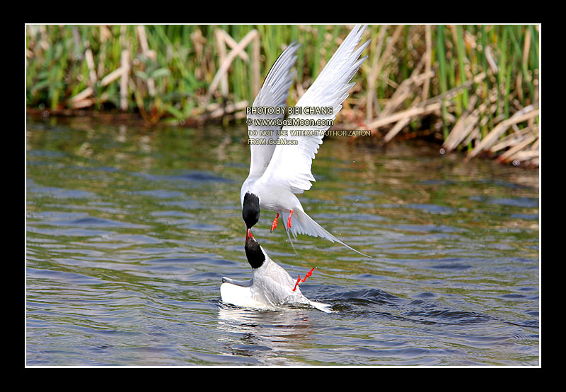 Arctic Tern Rescue