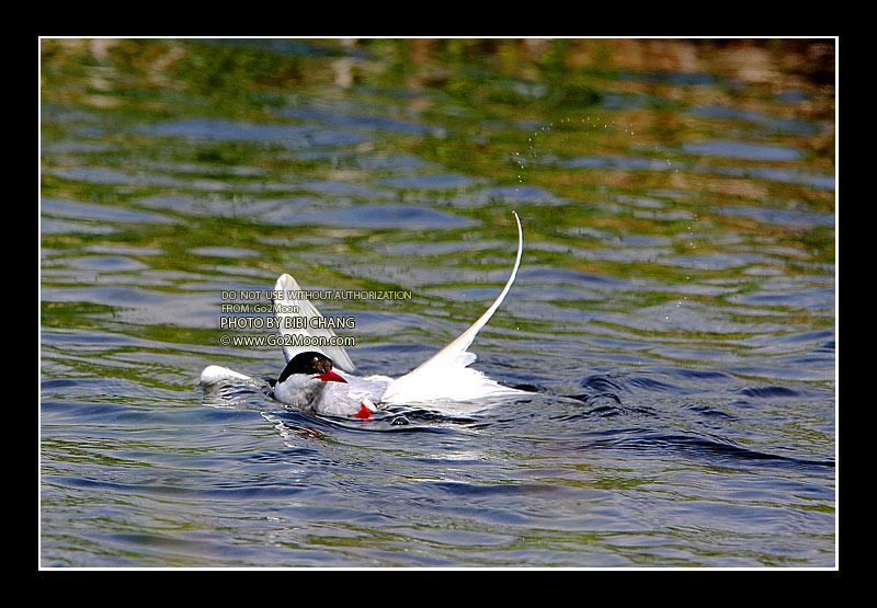 Arctic Tern Rescue