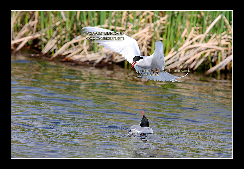 Arctic Tern Beak to Beak Rescue