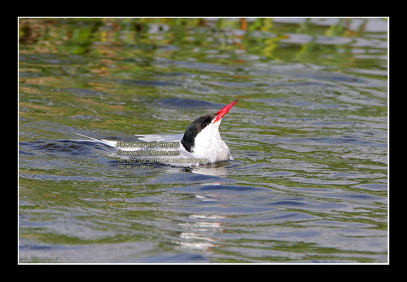 Arctic Tern Beak to Beak Rescue