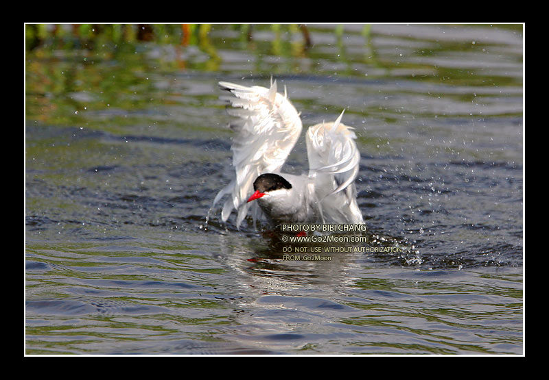 Arctic Tern in Distress