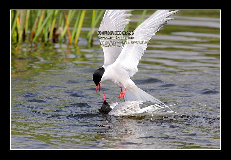 Arctic Tern Rescue