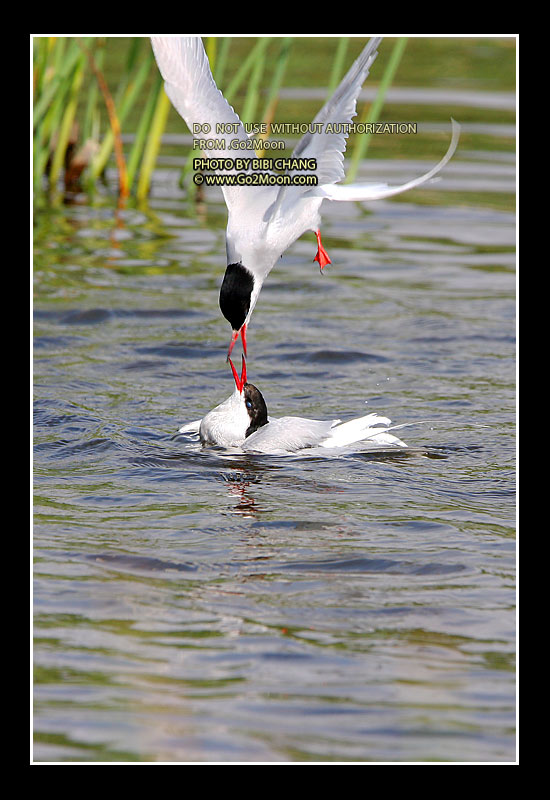Arctic Tern Beak to Beak Rescue