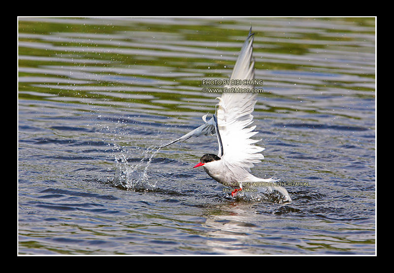 Arctic Tern in Distress