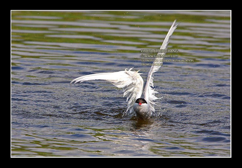Arctic Tern in Distress