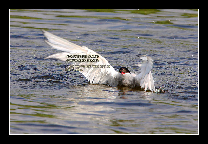 Arctic Tern Rescue