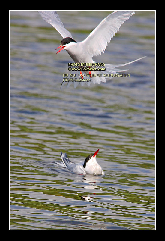 Arctic Tern Beak to Beak Rescue