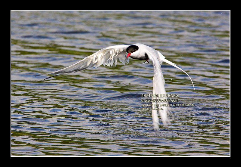 Arctic Tern in Distress