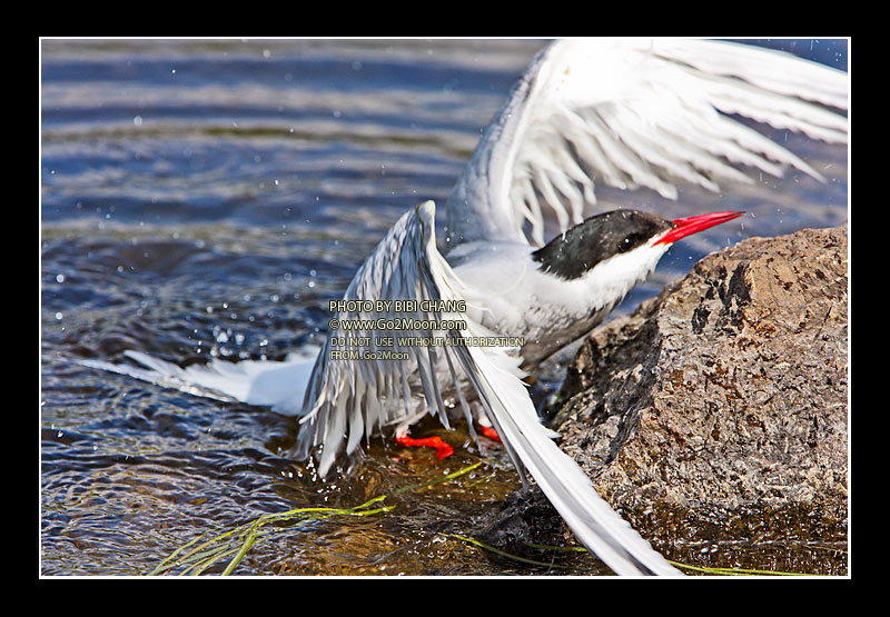 Arctic Tern in Distress