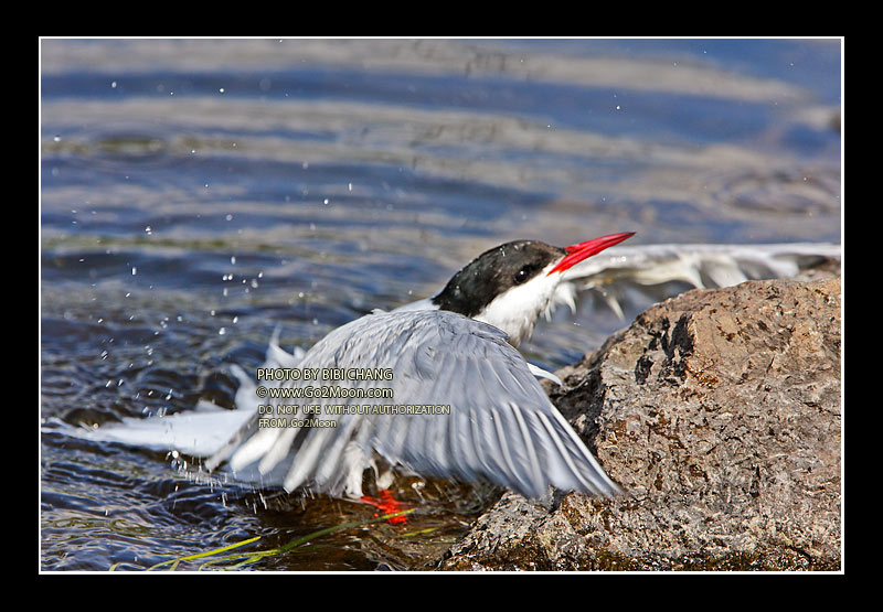 Arctic Tern in Distress