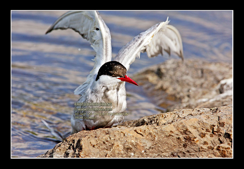 Arctic Tern in Distress