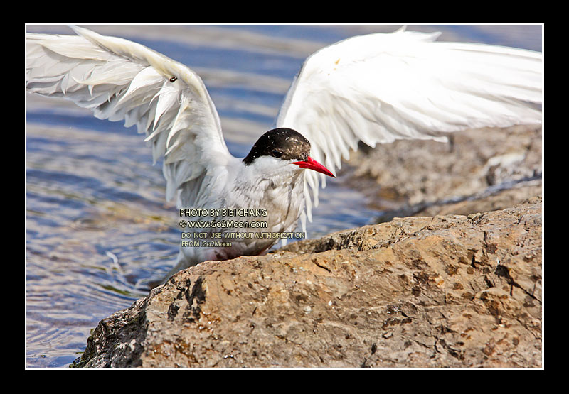 Arctic Tern in Distress
