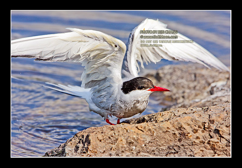 Arctic Tern in Distress