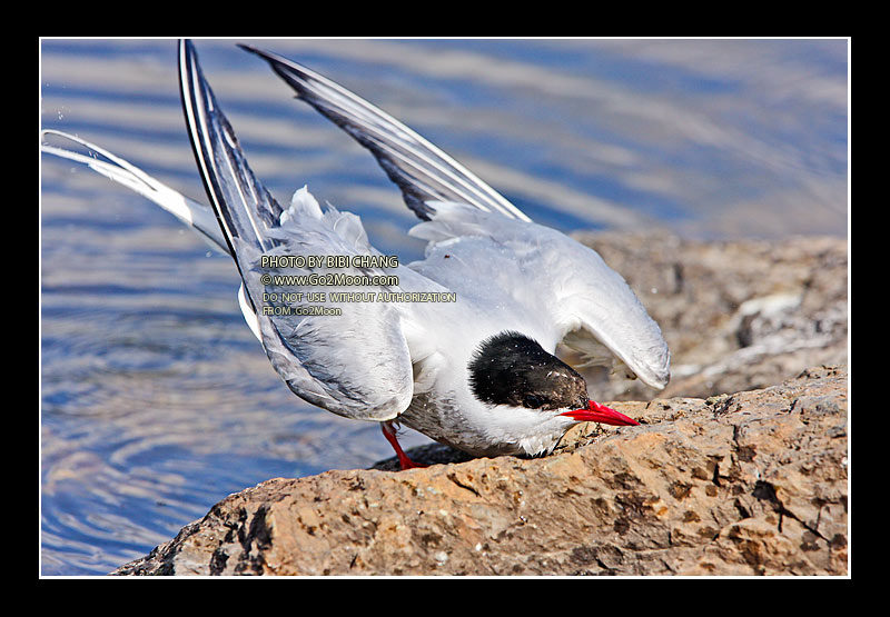 Arctic Tern in Distress