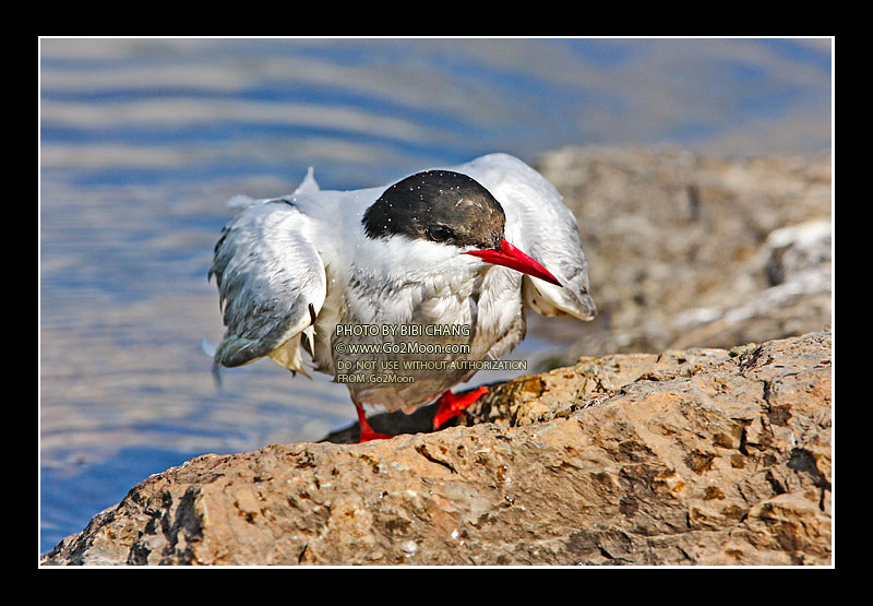 Arctic Tern in Distress