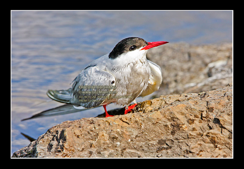 Arctic Tern in Distress