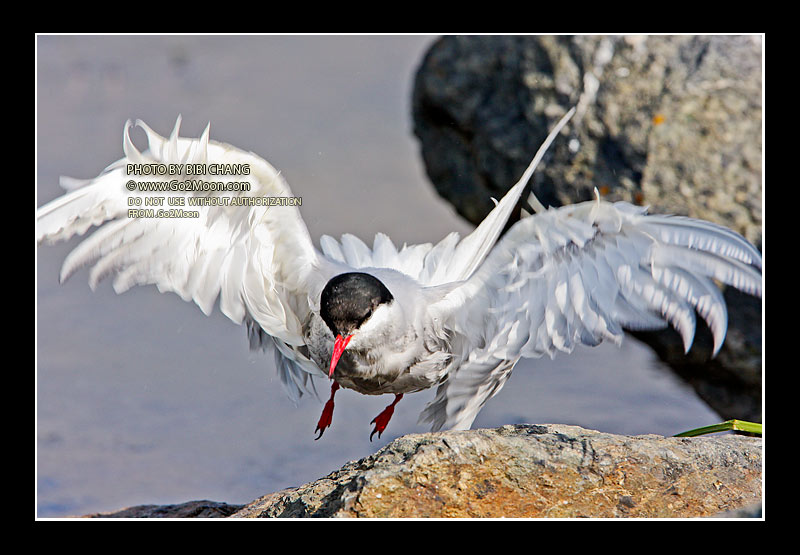 Arctic Tern Drying Feathers