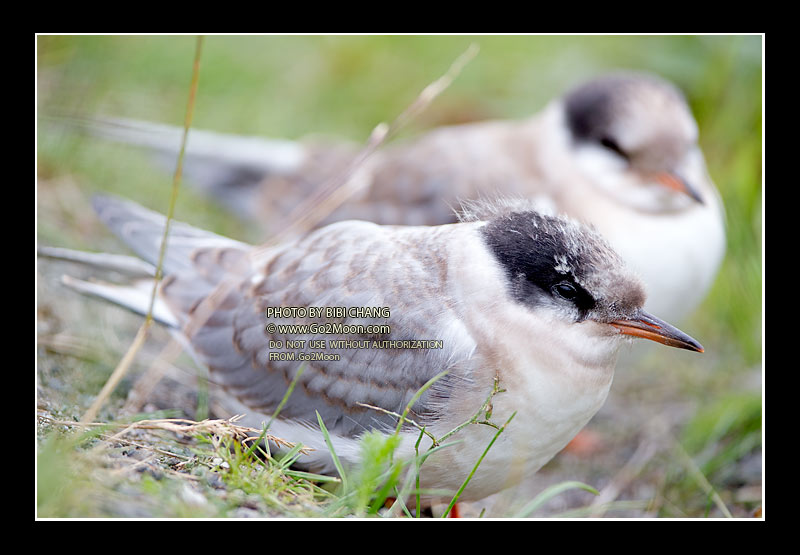Juvenile Arctic Tern