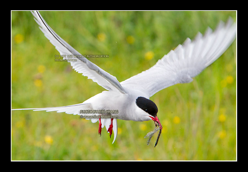 Arctic Tern