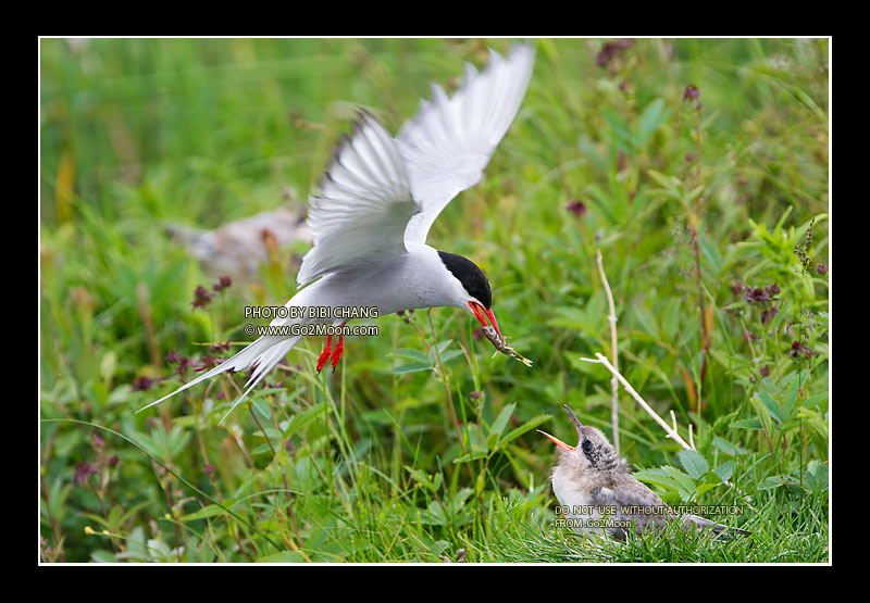 Juvenile Arctic Tern