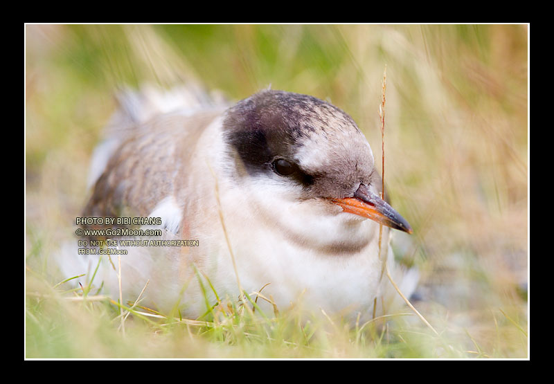 Juvenile Arctic Tern
