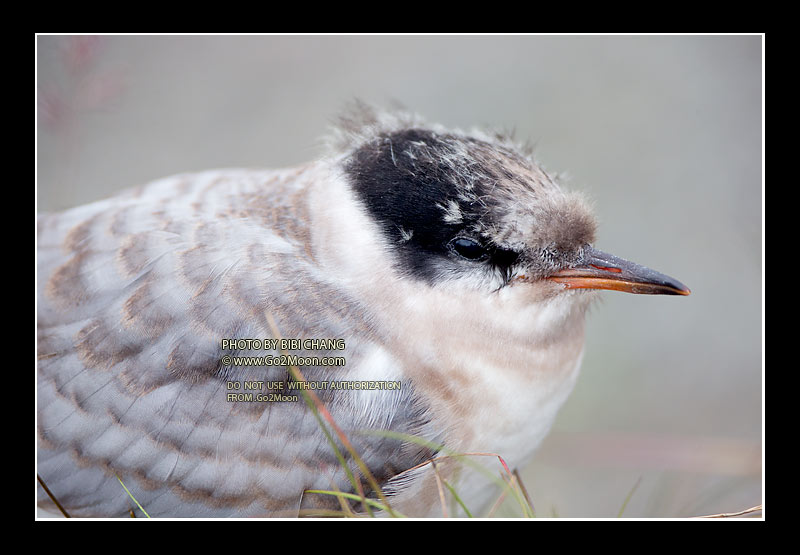Juvenile Arctic Tern