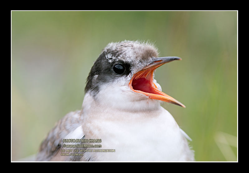Juvenile Arctic Tern