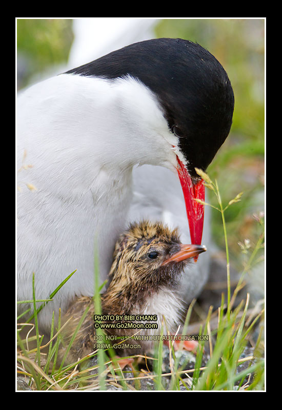 Arctic Tern Photo