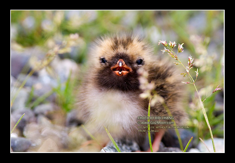 Two Day Old Chick