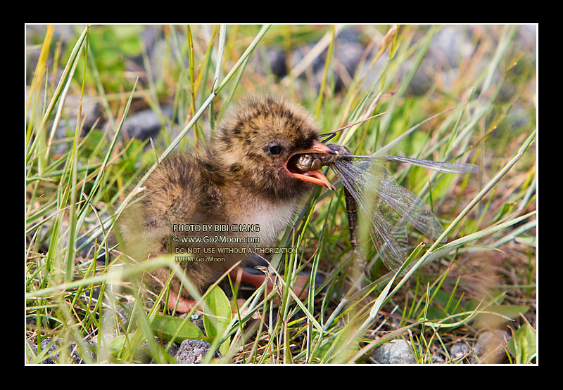 Two Day Old Chick