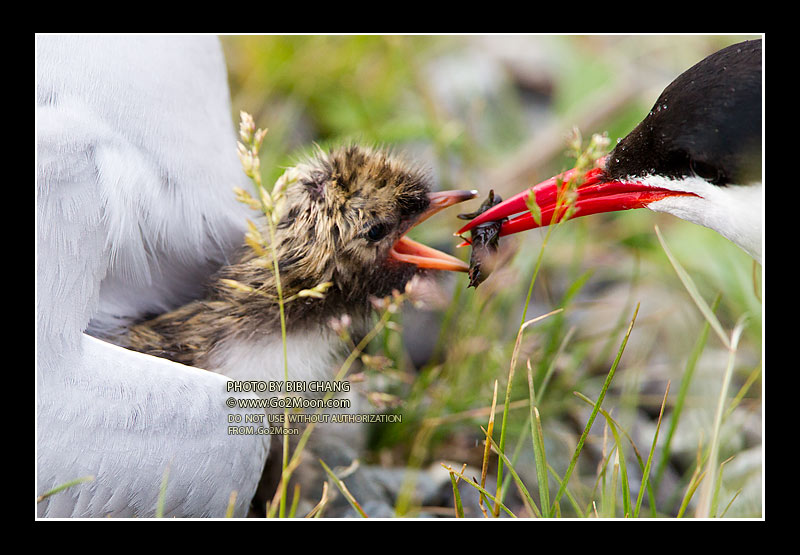 One Day Old Chick