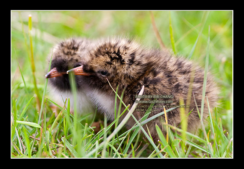 Arctic Tern Photo