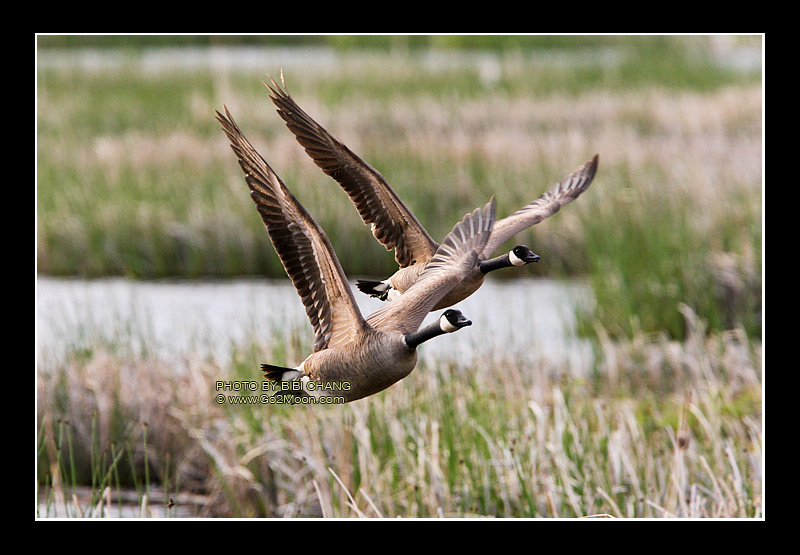 Canada Geese