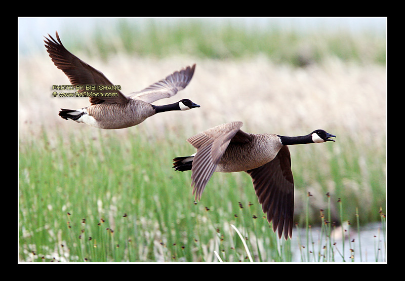 Canada Geese