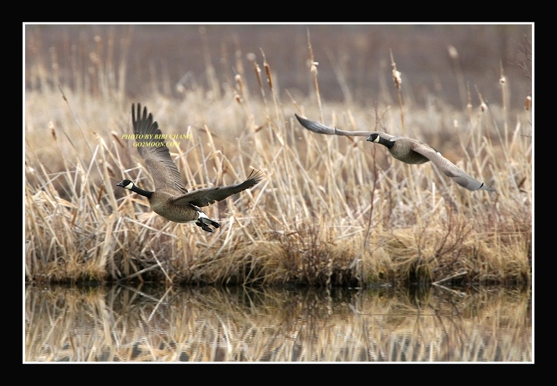 Canada Geese
