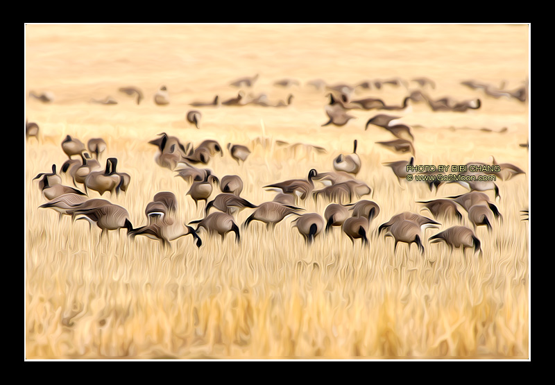 Canada Geese