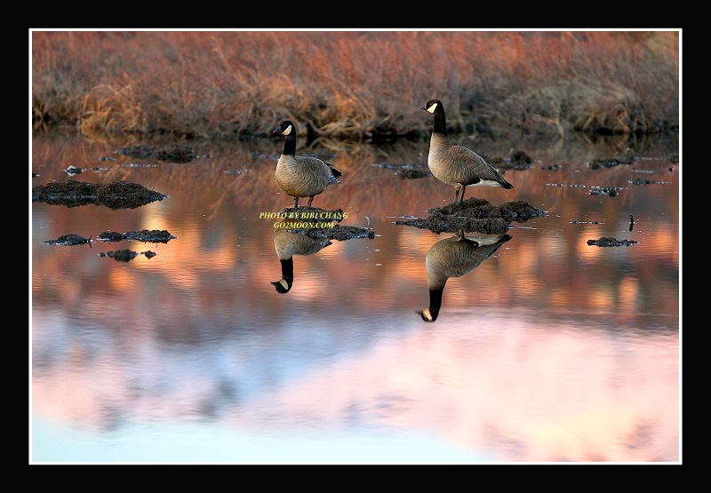 Canada Geese at Sunset