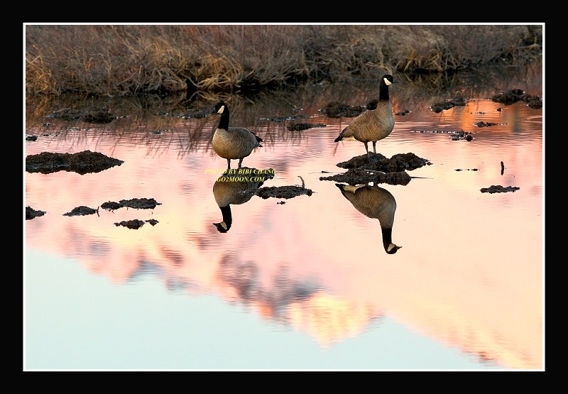Canada Geese at Sunset