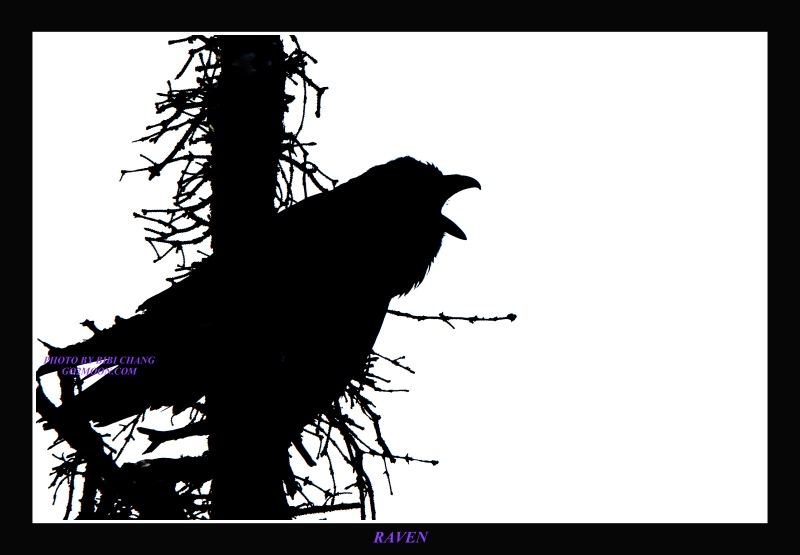 Raven Silhouette