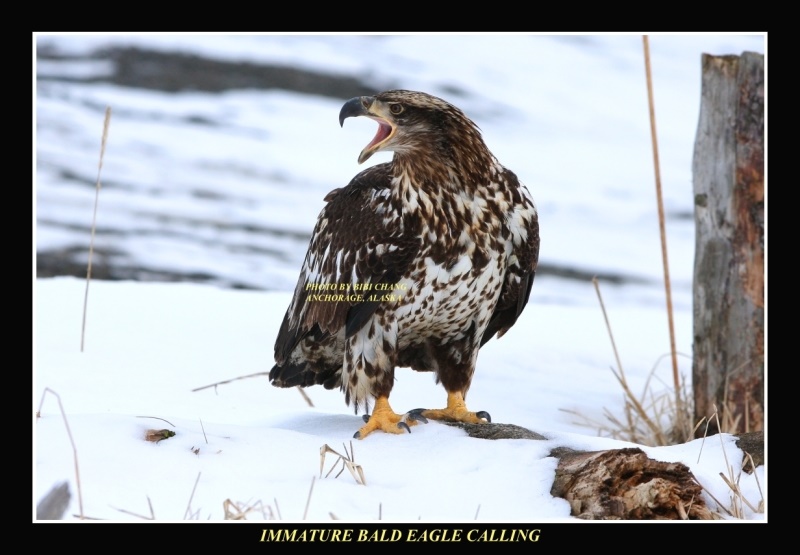 Immature Bald Eagle