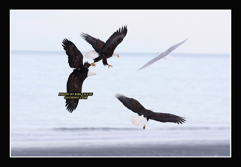 Bald Eagle Fighting