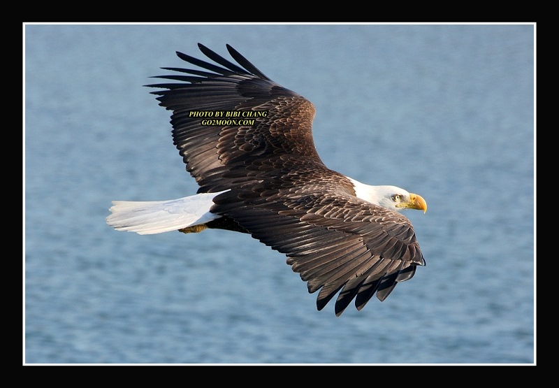 Eagle in Flight
