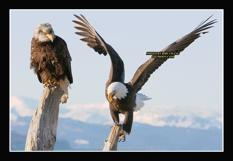 Bald Eagles in Homer