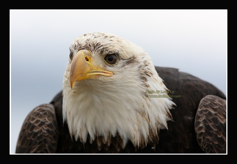 How to photograph Eagles