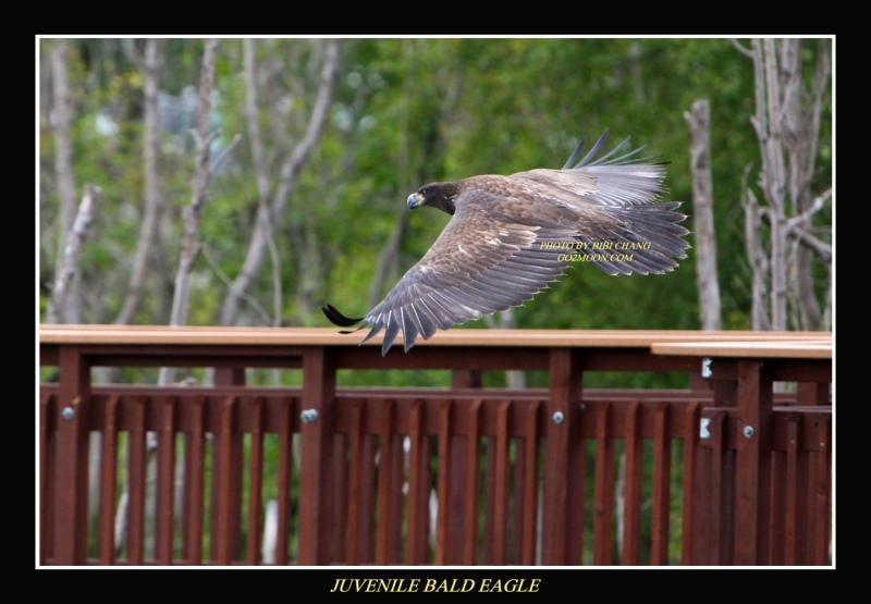 Eagle Potter Marsh