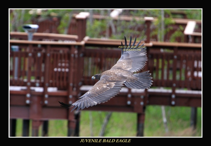 Eagle Potter Marsh