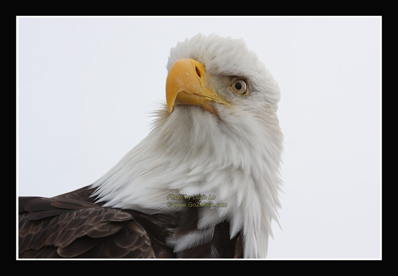 Bald Eagle Head