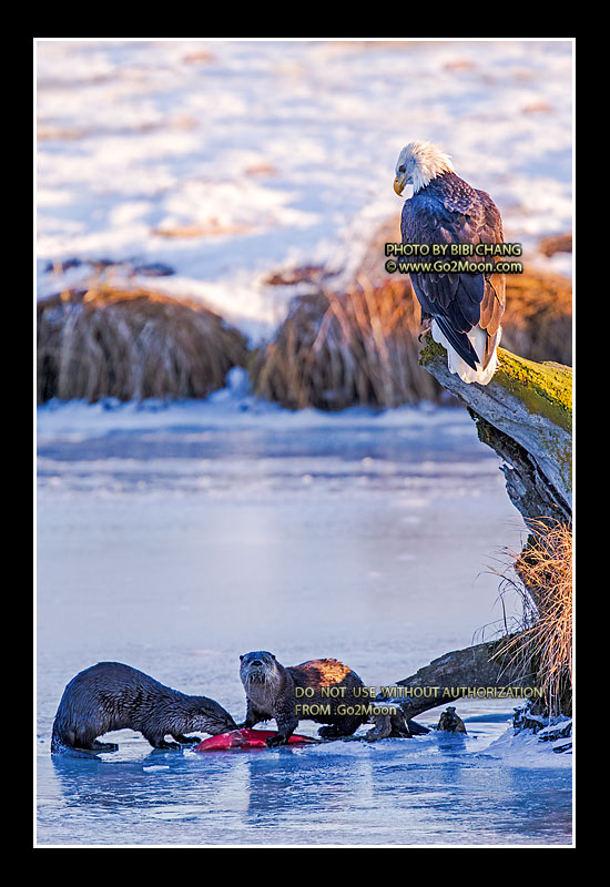 Bald Eagle with River Otter