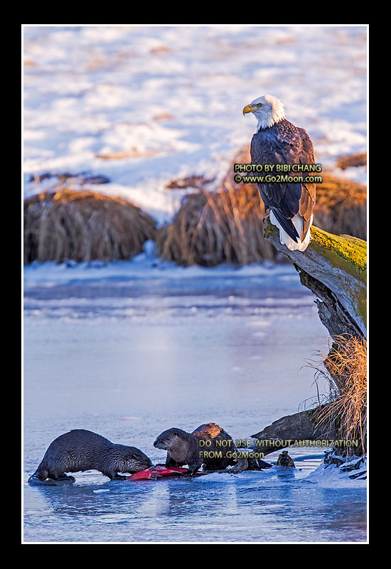 Bald Eagle with River Otter