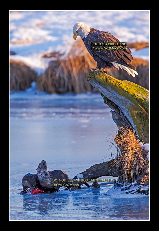 Bald Eagle with River Otter